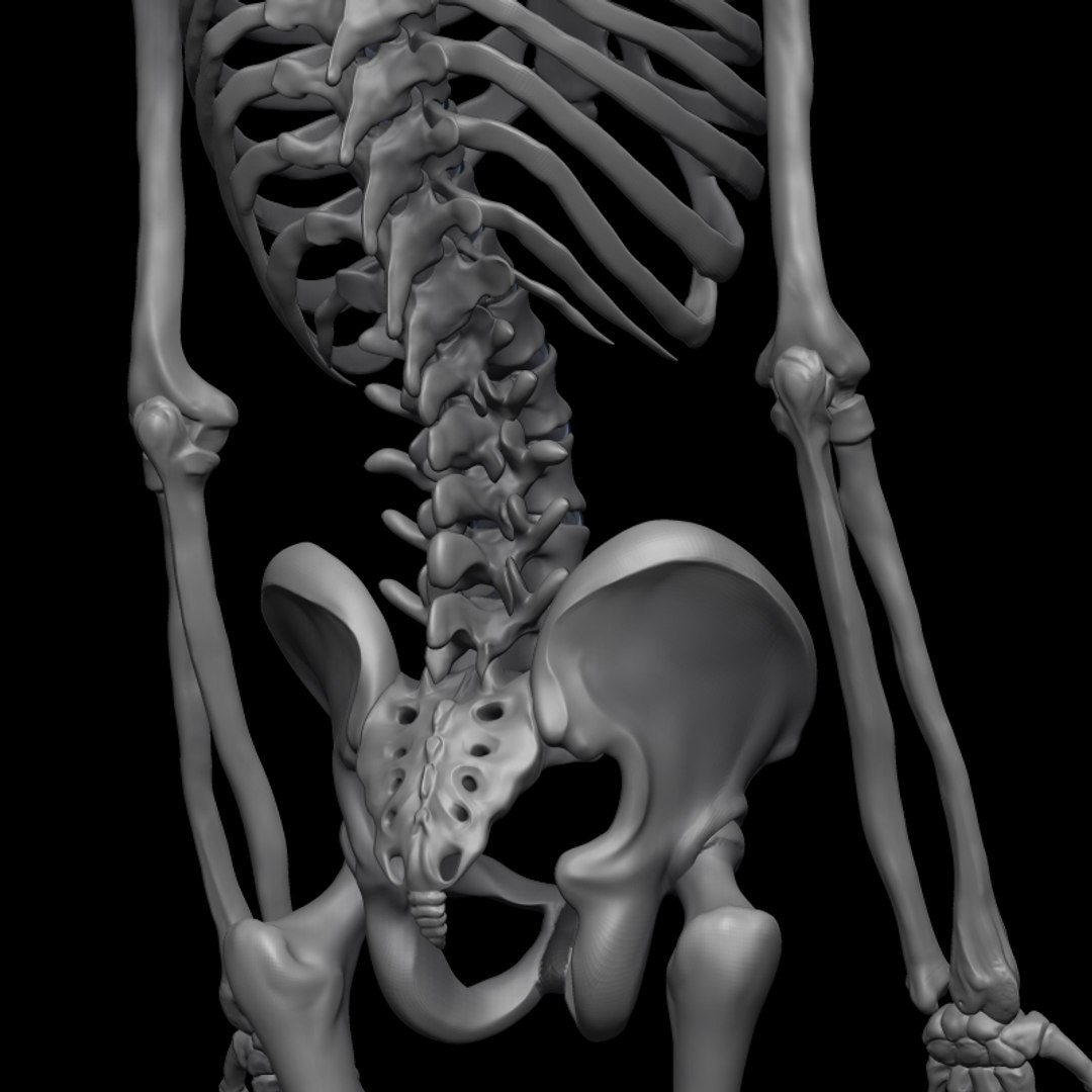 c4d male skeleton https://p.turbosquid.com/ts-thumb/cA/f02u5f/8DbpUa1a/skeleton5/jpg/1288889643/1920x1080/fit_q87/5c957b09a045e7aeb8f2073b7ed10f0f3c629fbb/skeleton5.jpg