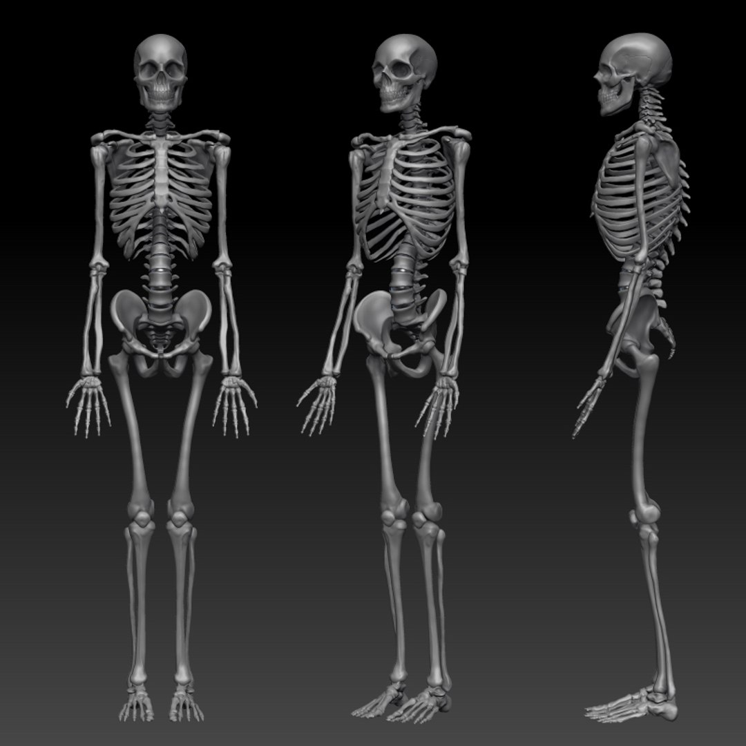 c4d male skeleton https://p.turbosquid.com/ts-thumb/cA/f02u5f/JHS71KMW/skeleton1/jpg/1288889643/1920x1080/fit_q87/165a42c4fc82ad75b0c195c71a563ad1df4d7e21/skeleton1.jpg
