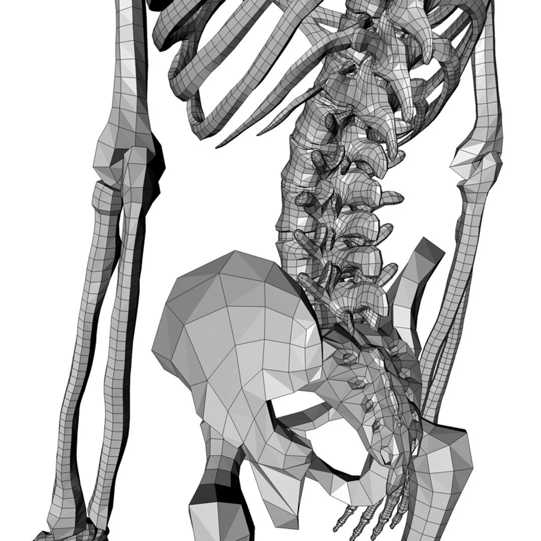 c4d male skeleton https://p.turbosquid.com/ts-thumb/cA/f02u5f/UVPn0YMO/skeleton9/jpg/1288900507/1920x1080/fit_q87/f52d7b997f7601d8d3d416949e19ff7cfb736b74/skeleton9.jpg