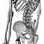 Skeleton