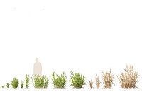 Hordeum - false barley