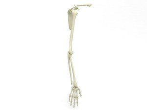 3D model Skeleton Arm
