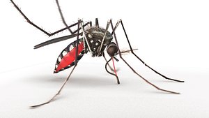 mosquito
