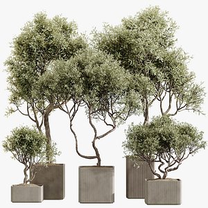3D AV Indoor Plants Set 227 Mission Kalamata Leccino Arbequina Wilsonii Chemlali Olive