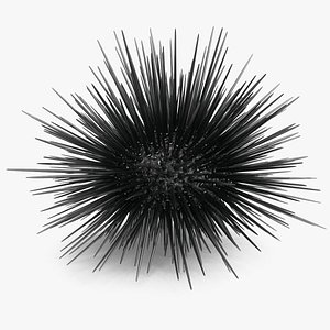 Black Sea Urchin 3D model