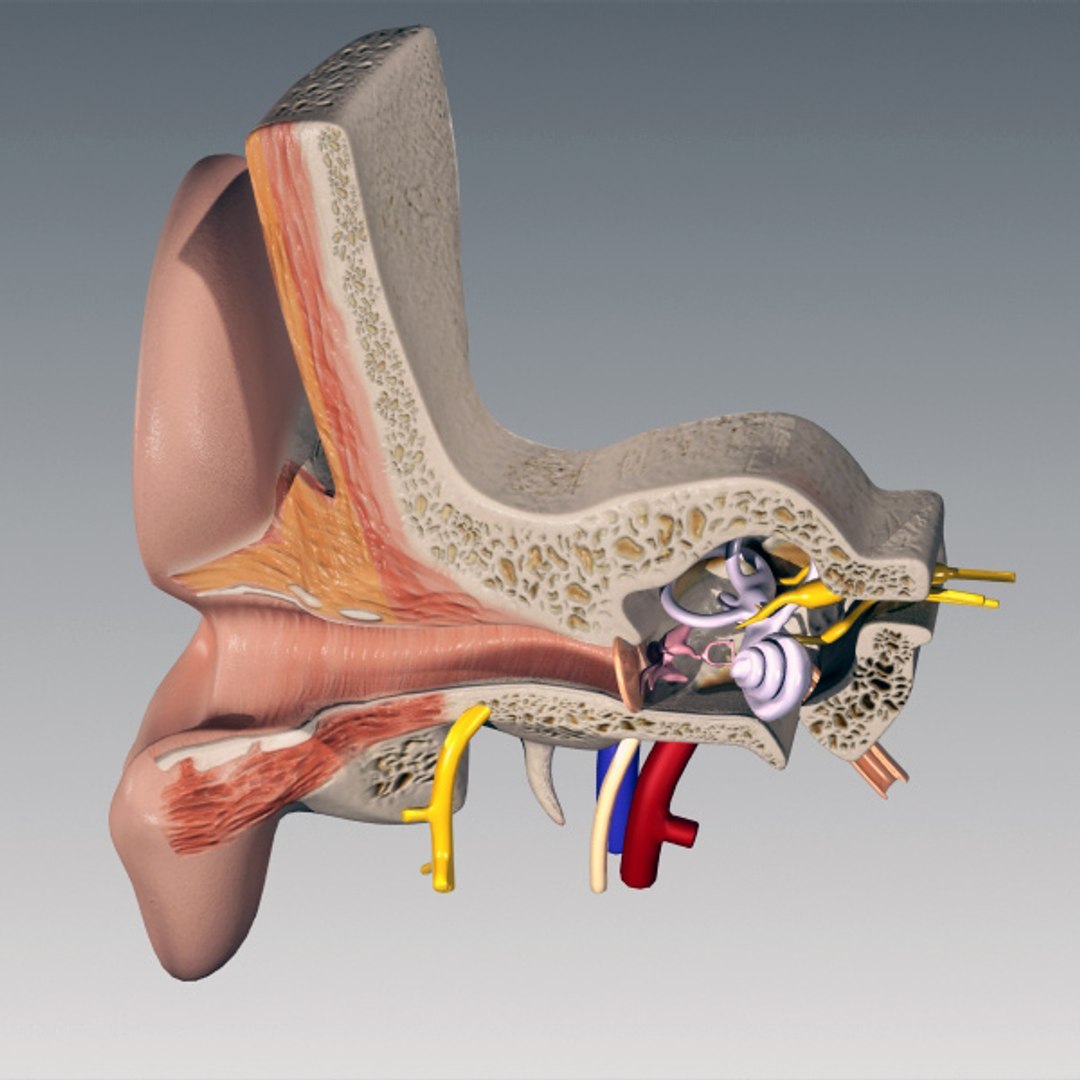 3d model inner ear human eye https://p.turbosquid.com/ts-thumb/cB/ScmEbu/9mC1EYfa/ea_3/jpg/1317378717/1920x1080/fit_q87/ffb7c8e446a8c0c716e8af1005777c279ecd3979/ea_3.jpg