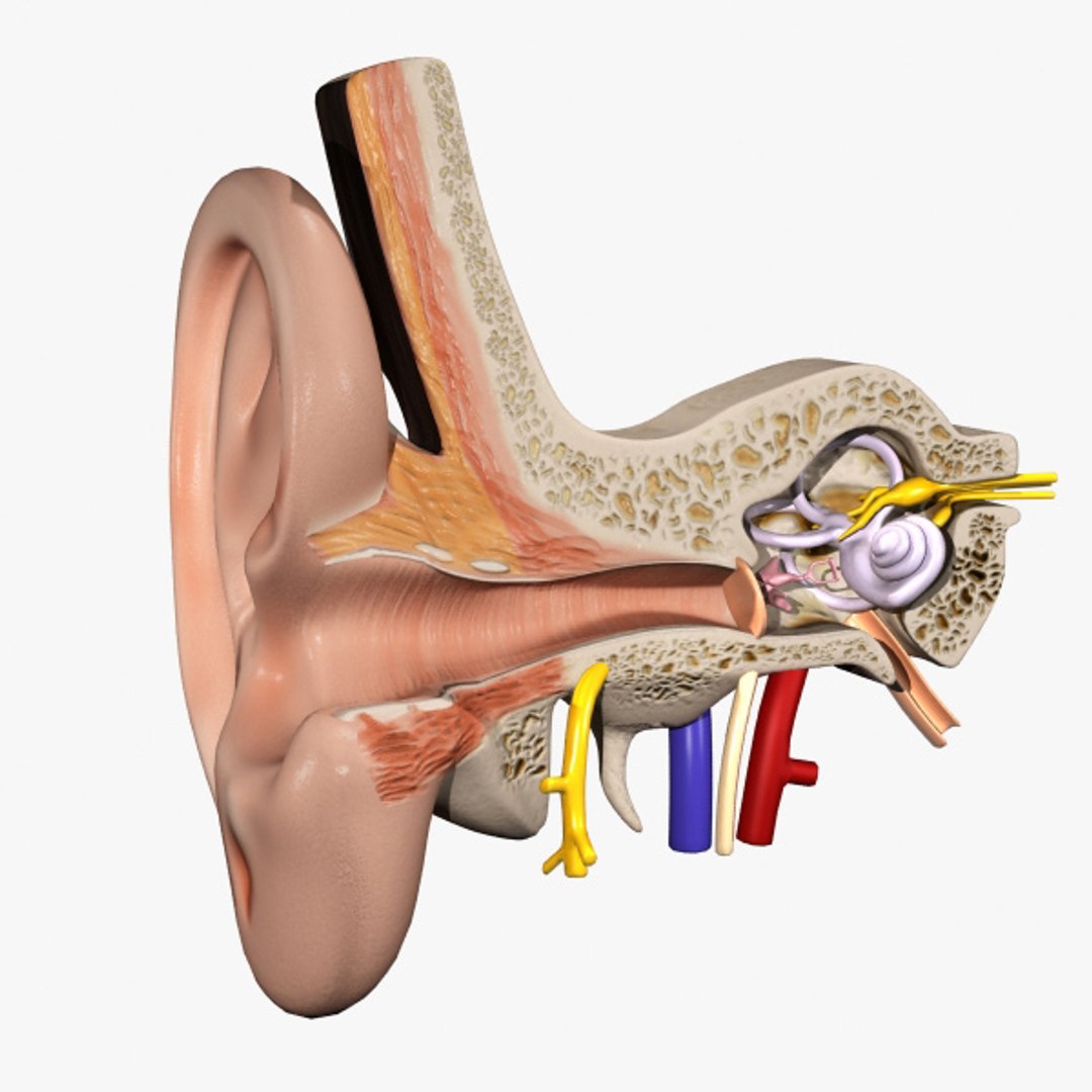 3d model inner ear human eye https://p.turbosquid.com/ts-thumb/cB/ScmEbu/RCSfBGlW/ea_signature/jpg/1317378717/1920x1080/fit_q87/2aea232899813f1a3f8f9ecb10de07afc58c917b/ea_signature.jpg