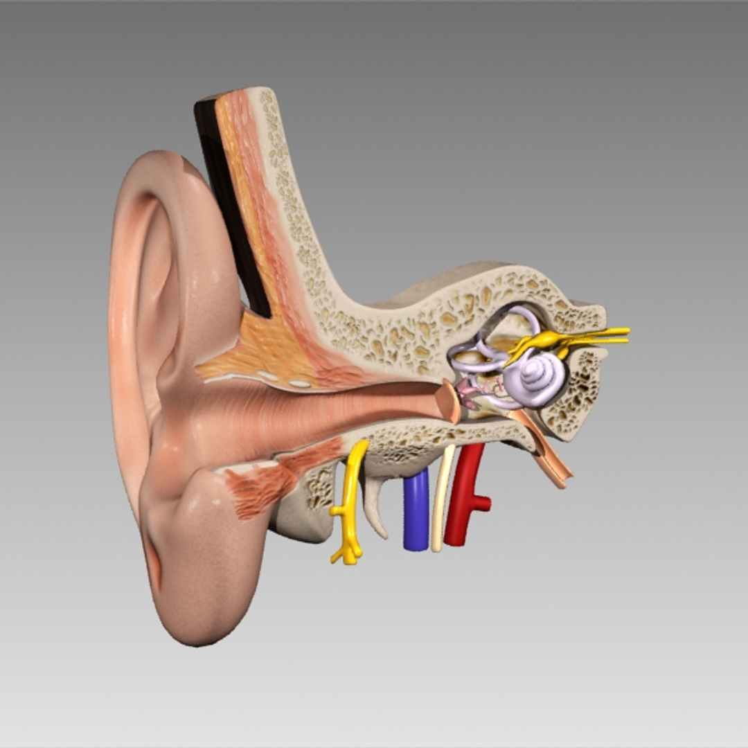 3d model inner ear human eye https://p.turbosquid.com/ts-thumb/cB/ScmEbu/g753WPoB/ie/jpg/1317381864/1920x1080/turn_fit_q99/8a0e26ac8e63e2ef885ca203f8919af8c23ead32/ie-1.jpg