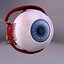 Ear - Eye Collection