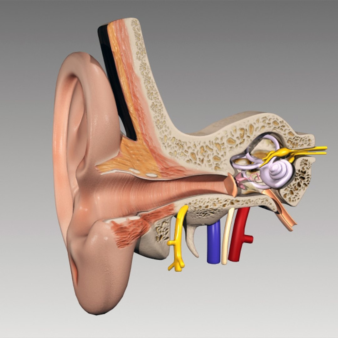 3d model inner ear human eye https://p.turbosquid.com/ts-thumb/cB/ScmEbu/n0UMz1bb/ea_1/jpg/1317378717/1920x1080/fit_q87/54bdc7d3c18a84eeb36193fefbded99424e4b17a/ea_1.jpg