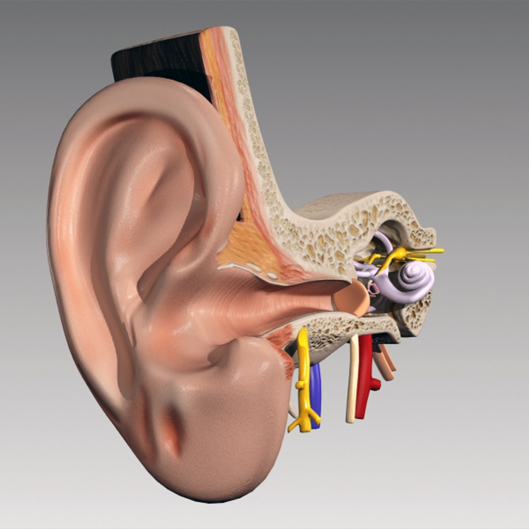 3d model inner ear human eye https://p.turbosquid.com/ts-thumb/cB/ScmEbu/rRsu0EqO/ea_4/jpg/1317378717/1920x1080/fit_q87/b39776d5bf4b51477476d126fc1f243871111804/ea_4.jpg