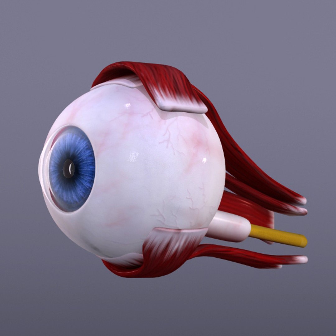 3d model inner ear human eye https://p.turbosquid.com/ts-thumb/cB/ScmEbu/rl5dlYQB/2/jpg/1317378717/1920x1080/fit_q87/7847607d9efcba489bc880961f7be1fb87ac6ec8/2.jpg