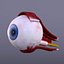 Ear - Eye Collection