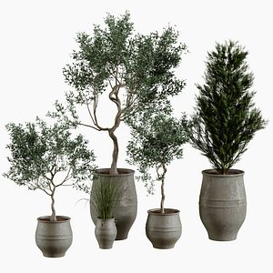 Collections of plants in pots