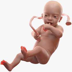 3D model baby boy 32 weeks