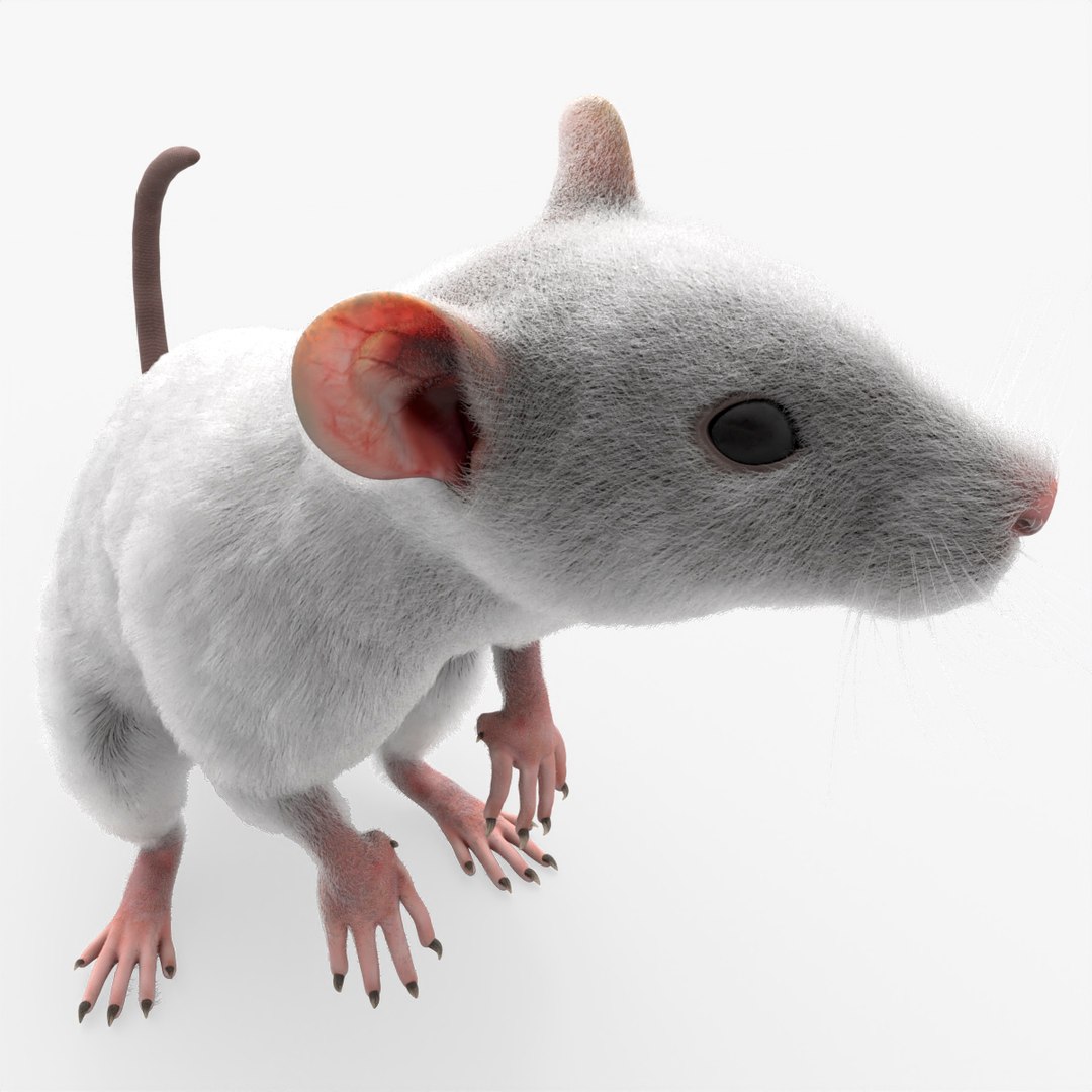 White Rat Fur Rigged For Blender 3D model preview