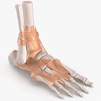 Anatomical Foot Skeleton Model with Ligament Overlay