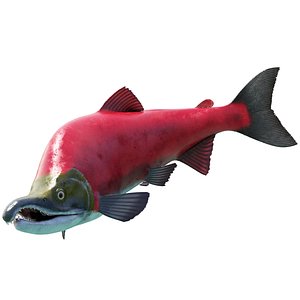 oncorhyncus nerka model