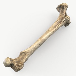 Bone 2 model