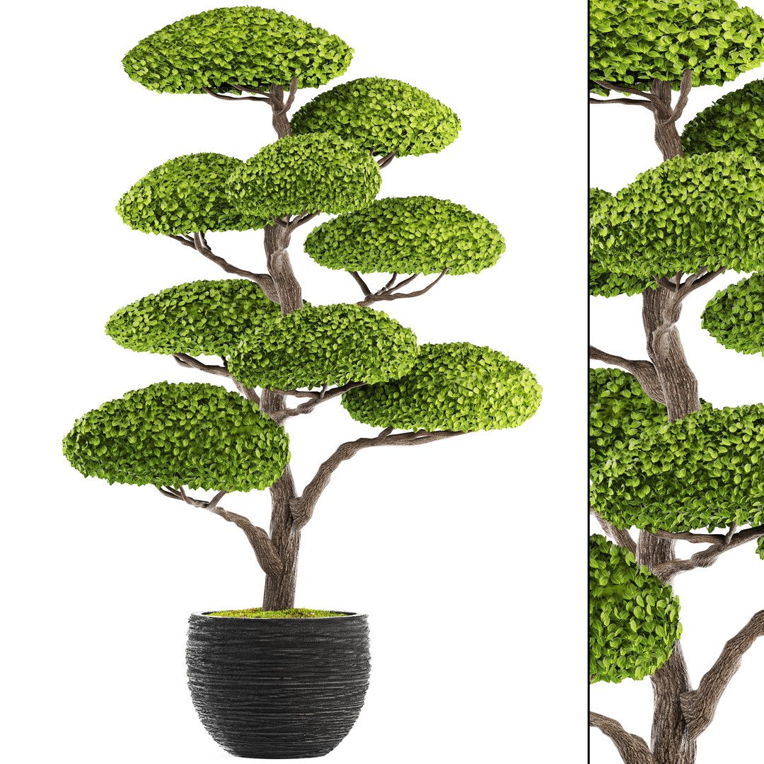 3D Bonsai Tree - TurboSquid 1221209