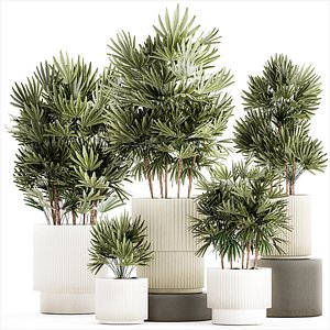 Set of small plants in modern Raphis Palm pots 1453 3D model