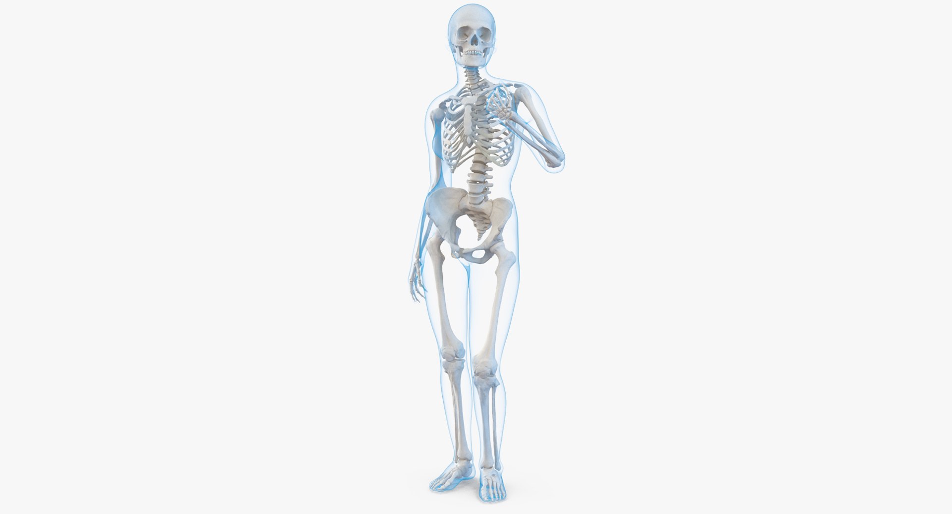 Female Body with Skeleton Standing Pose 3D Model 3D model preview