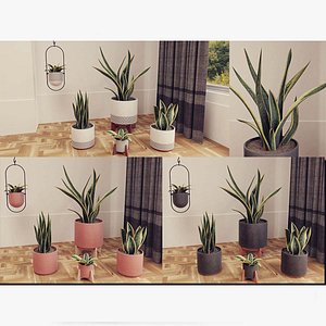 Snake Plants Collection  Plants Vol 01 3D model
