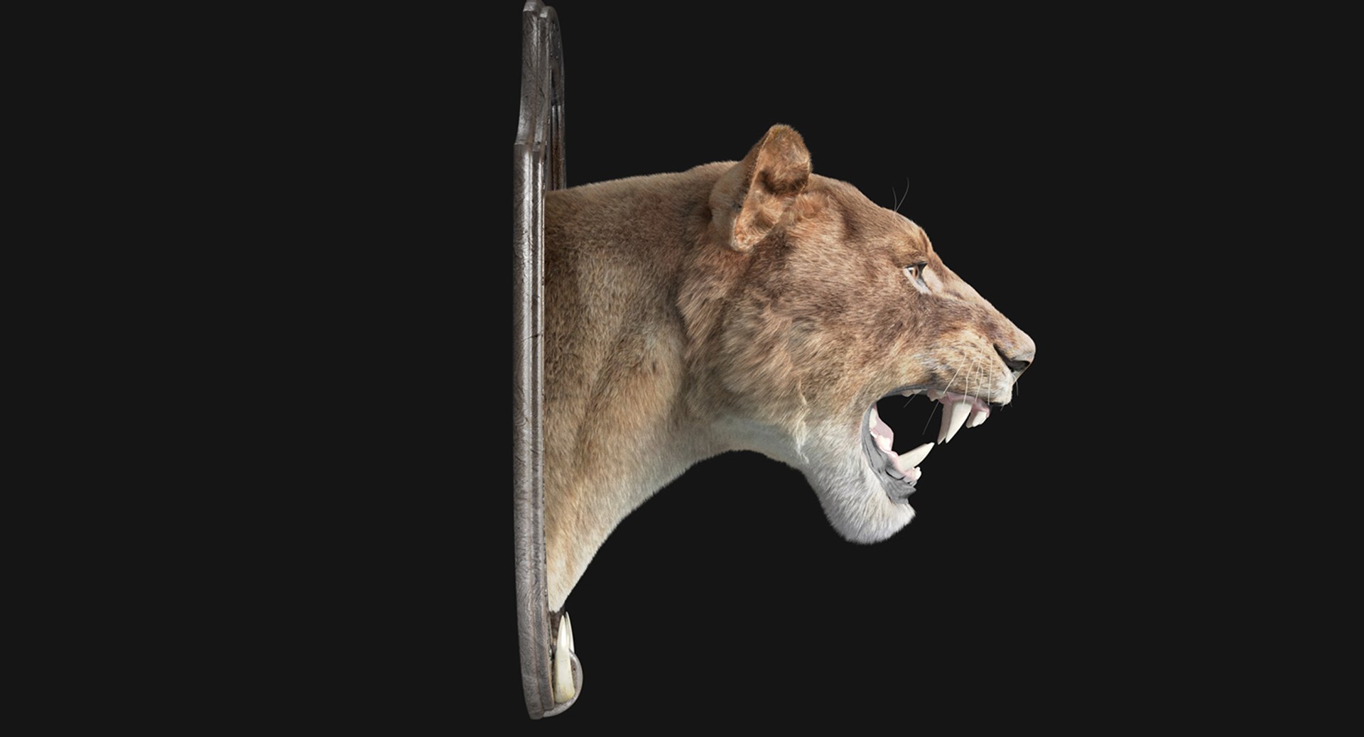 lion trophy 3D model https://p.turbosquid.com/ts-thumb/cC/tbEauT/MjGoJbub/lion5/jpg/1515660702/1920x1080/fit_q87/55b11059190c748e58d21d0ab48596be66119a63/lion5.jpg