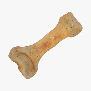 proximal phalanx bone fourth 3D model