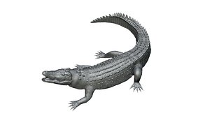3D Hight detailed crocodile model