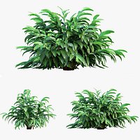 Alpinia mutica