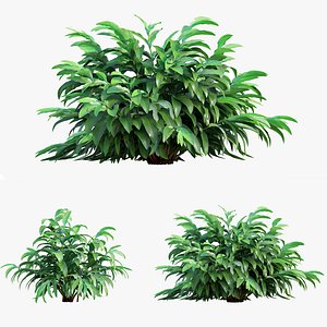 Alpinia mutica