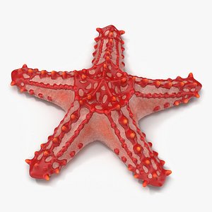3d red knobbed starfish