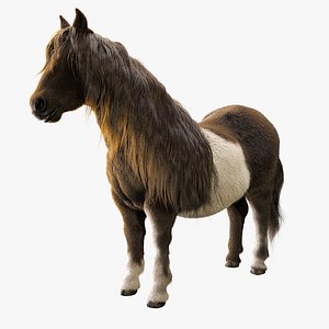 pony horse mammal model