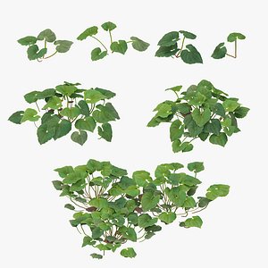 3D Asarum canadense model