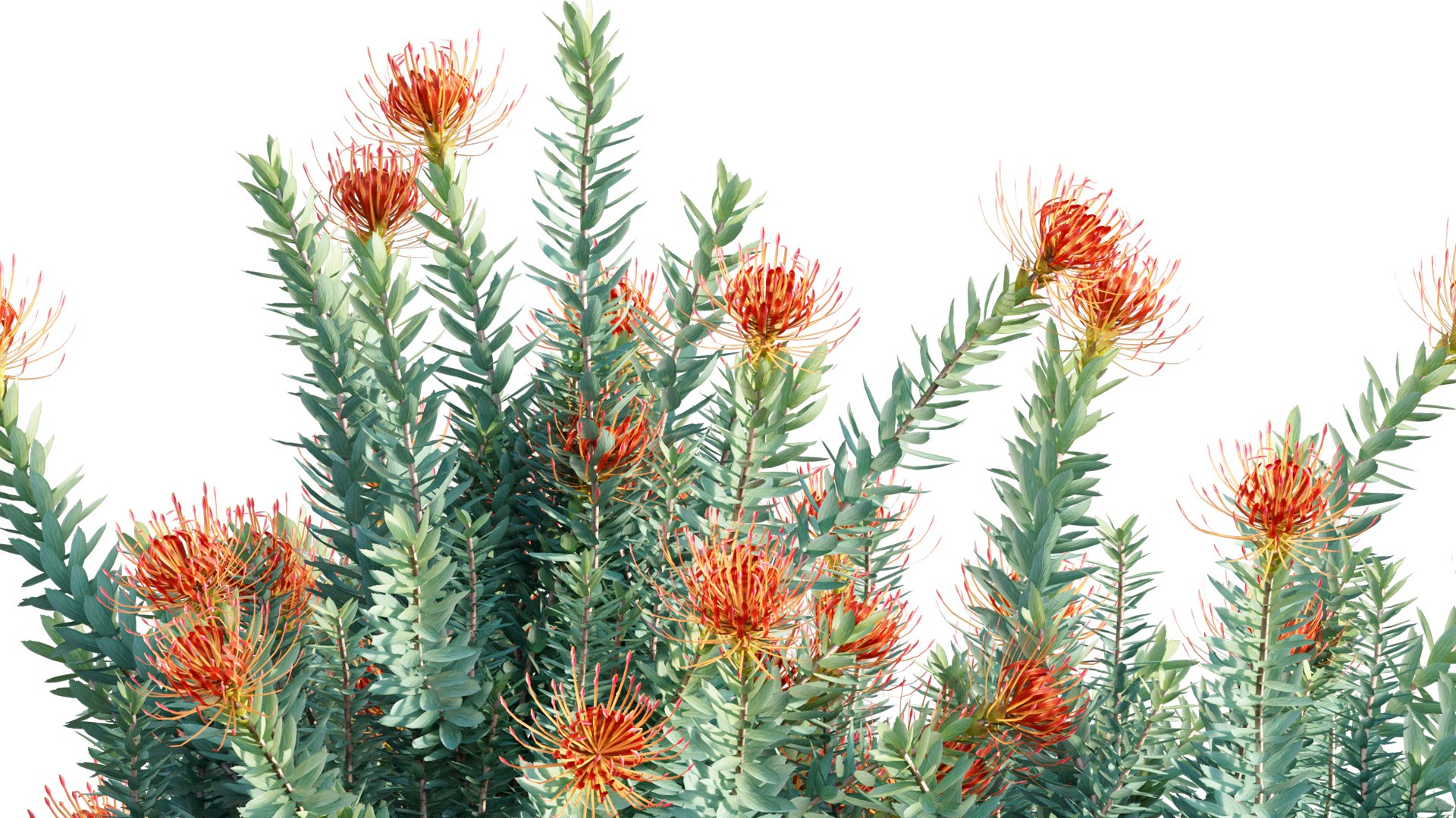 Leucospermum 02 3D model - TurboSquid 1783485