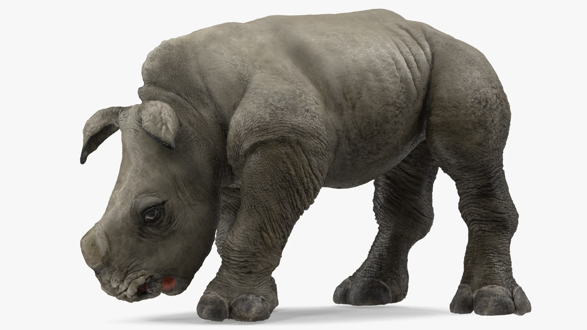 Baby Rhino Drinking Pose 3D model preview