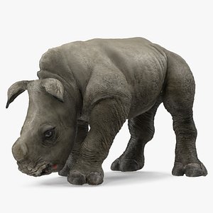 Baby Rhino Drinking Pose