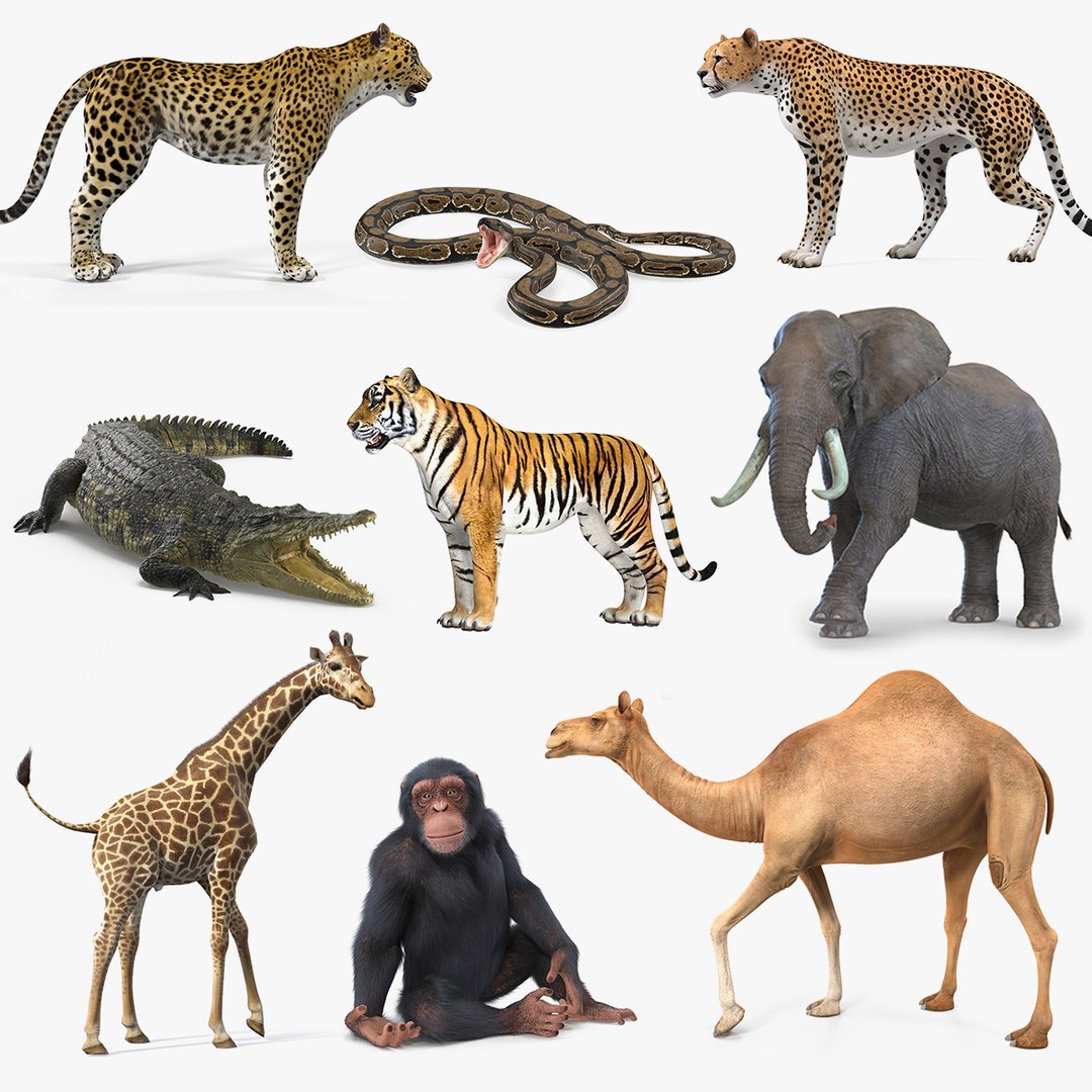 Rigged African Animals Collection 6 3D model preview