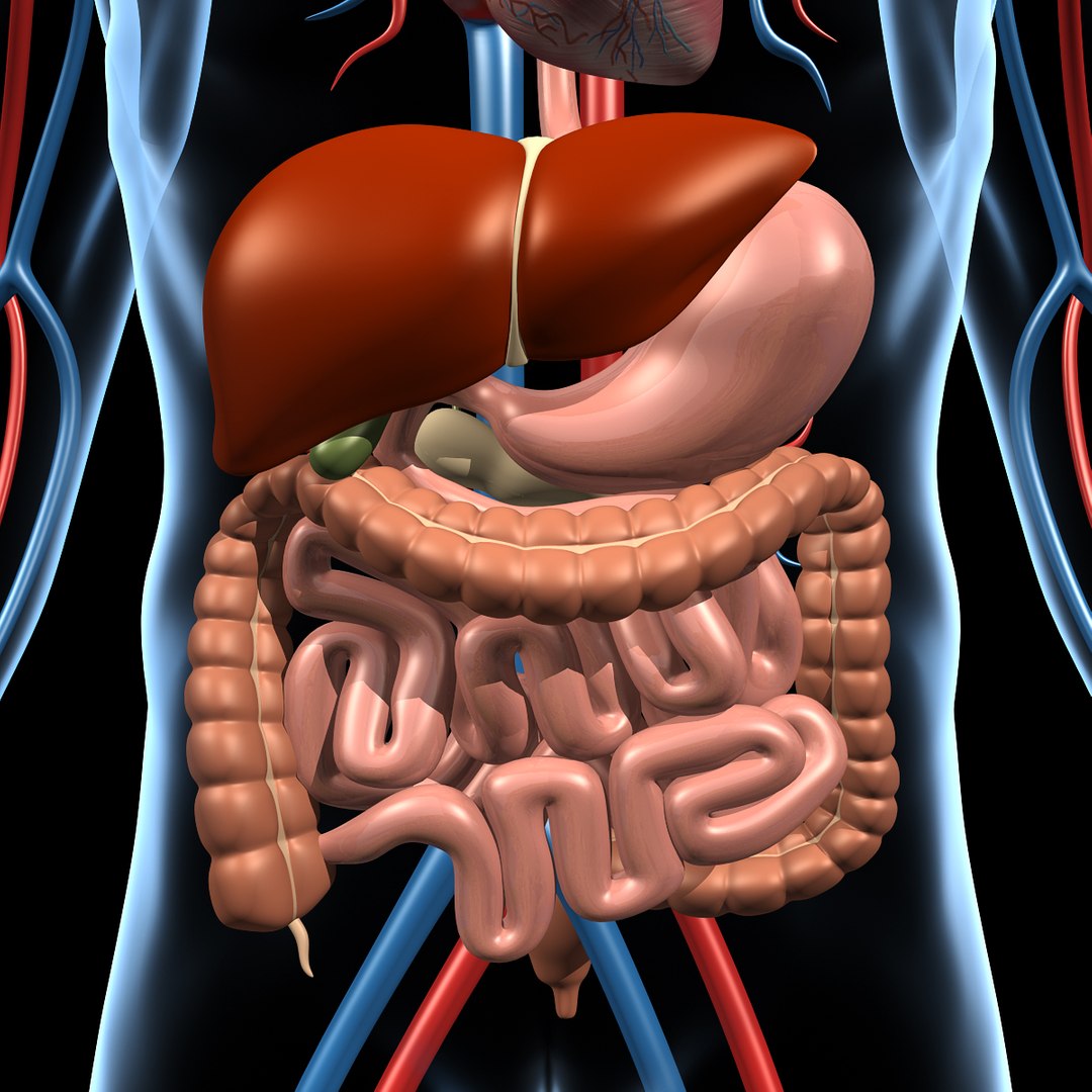 Анатомия человека 3d русский. Внутренние органы человека 3d. 3d модель внутренних органов человека.