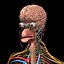 max human anatomy nervous brain