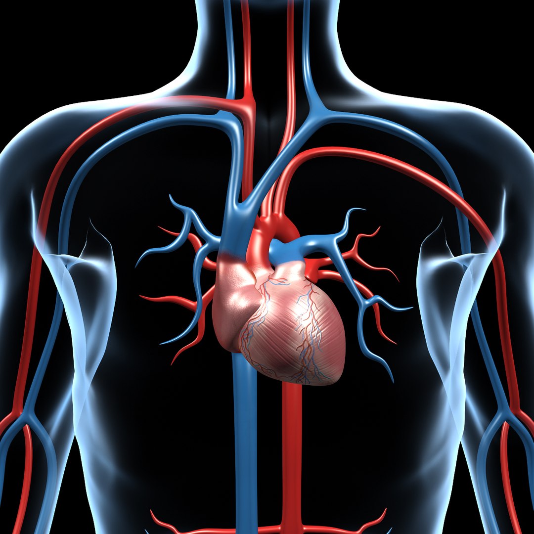 max human anatomy nervous brain https://p.turbosquid.com/ts-thumb/cD/oEuNIK/MWsQPRkY/cu_heart/jpg/1333094014/1920x1080/fit_q87/647baab6b4525dd5119b6bffe2d5c0e5f1f69837/cu_heart.jpg
