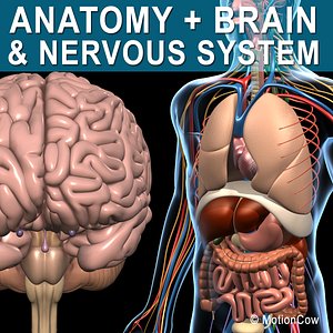 Anatomy Brain and Nervous System