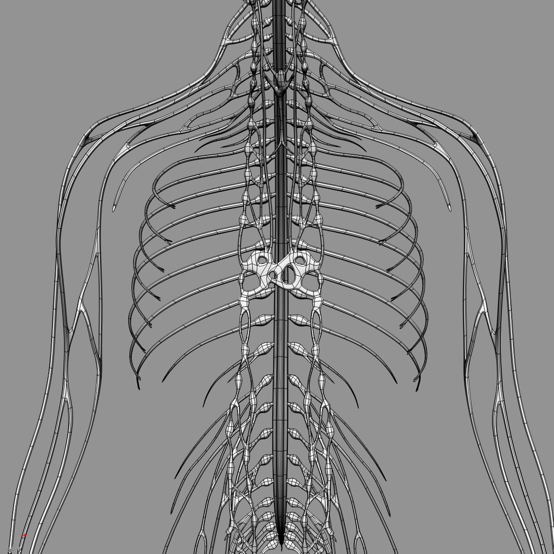 max human anatomy nervous brain https://p.turbosquid.com/ts-thumb/cD/oEuNIK/rvLvHHxT/wire_e/jpg/1334131723/1920x1080/fit_q87/f24dd537e22f4ce97b9b45734ccf3b54fbf43f4c/wire_e.jpg