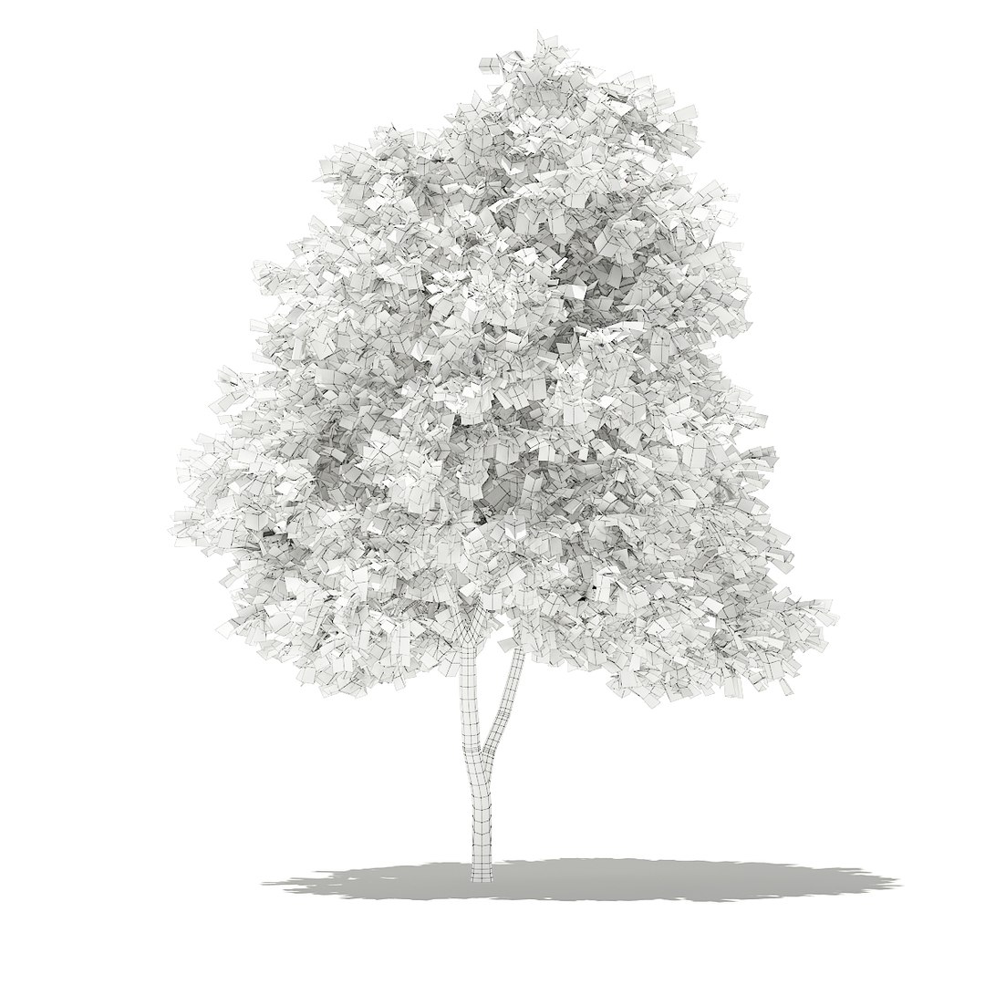 Grapefruit tree 2 7m 3D model - TurboSquid 1306016