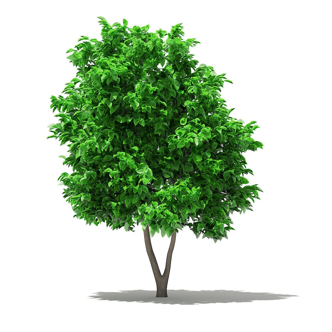 Grapefruit tree 2 7m 3D model - TurboSquid 1306016
