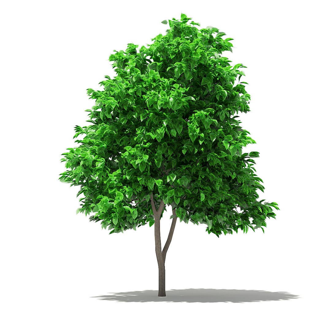 Grapefruit tree 2 7m 3D model - TurboSquid 1306016