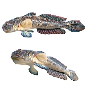 3D model Freshwater Goby fish