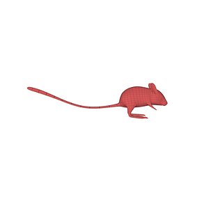 3d c4d spinifex hopping mouse
