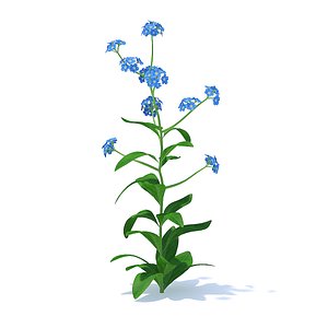3D woodland forget-me-not